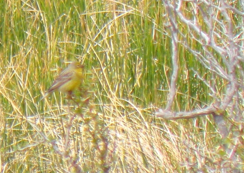 Grassland Yellow-Finch - ML275885251