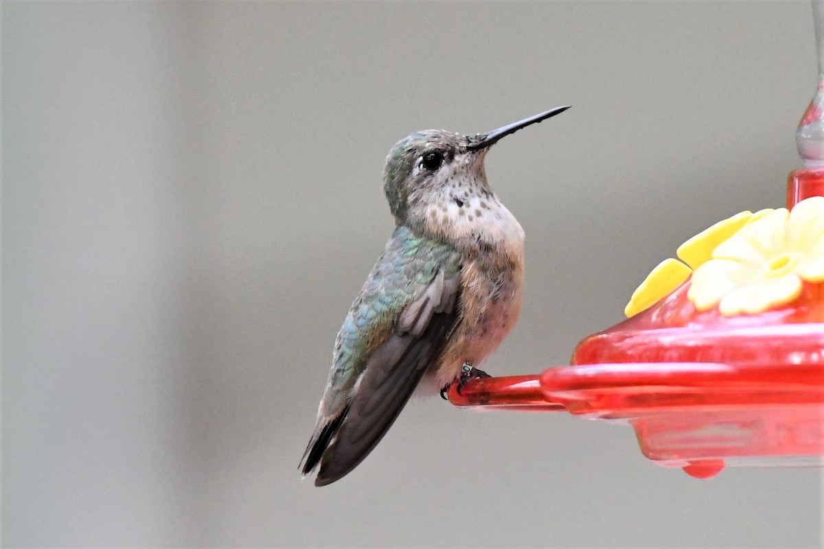 Calliope Hummingbird - David Arrow