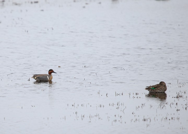 Green-winged Teal - ML27588831