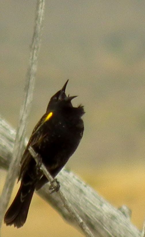 Yellow-winged Blackbird - ML275889571