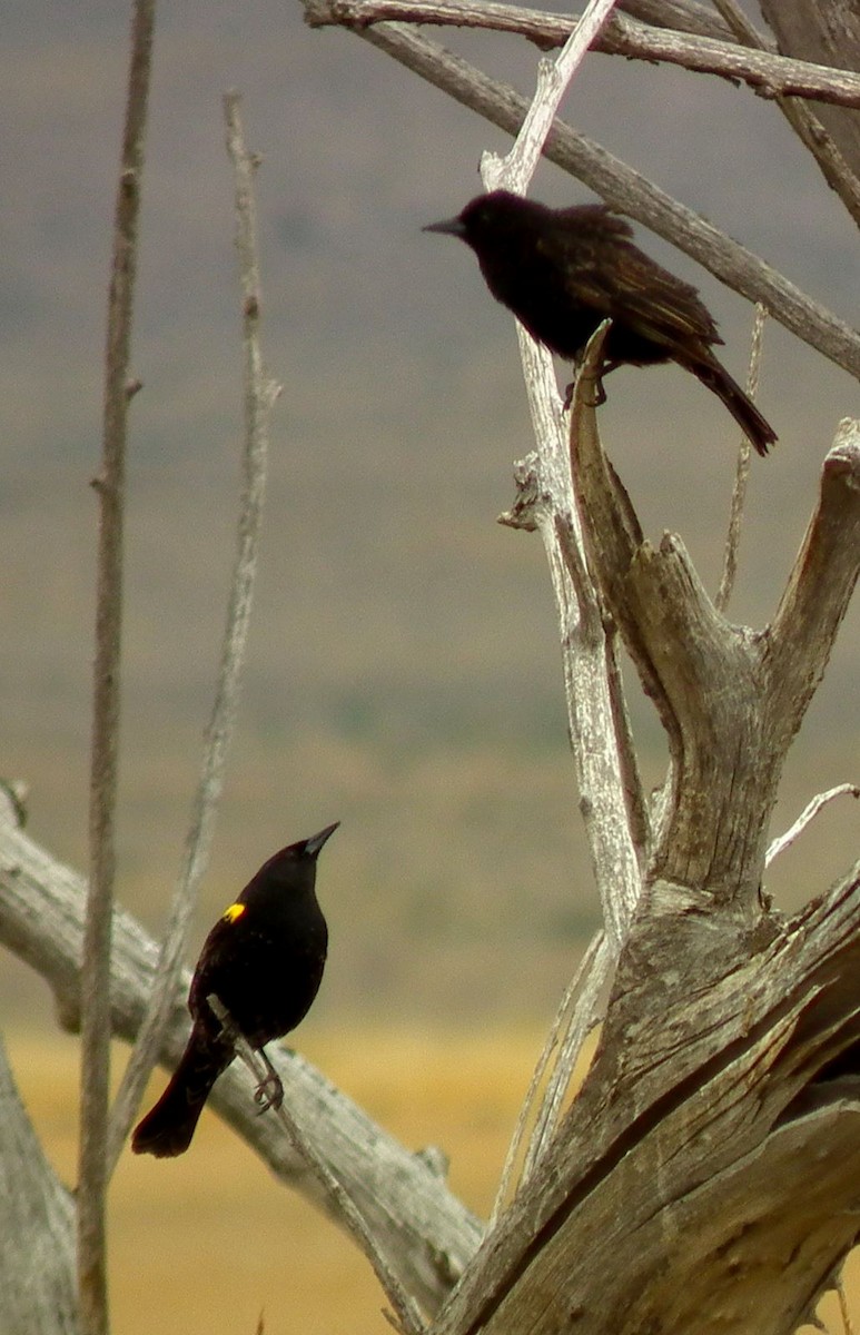 Yellow-winged Blackbird - Javier De Leonardis