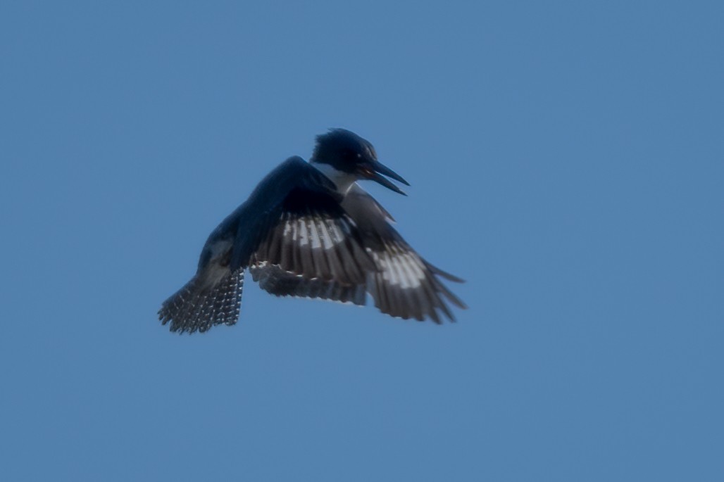 Belted Kingfisher - ML275892141