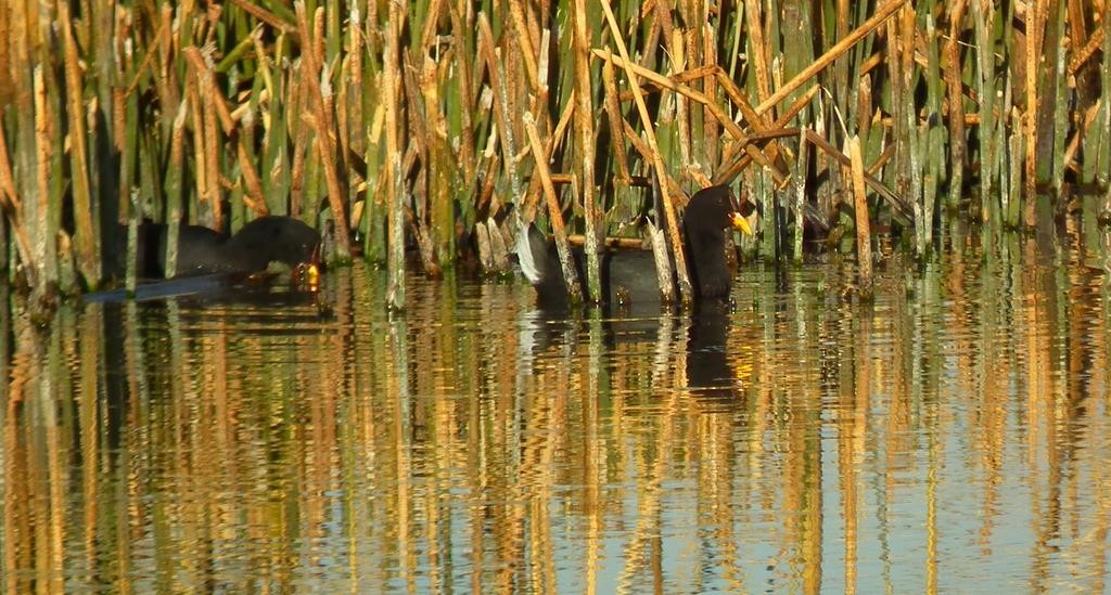 Red-fronted Coot - ML275893921