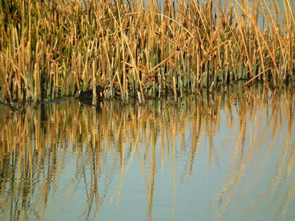 Red-fronted Coot - ML275893931