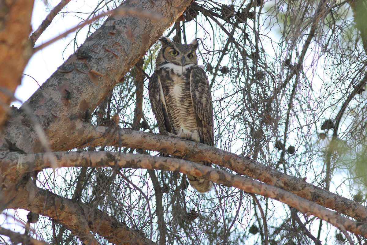 Great Horned Owl - ML275894681
