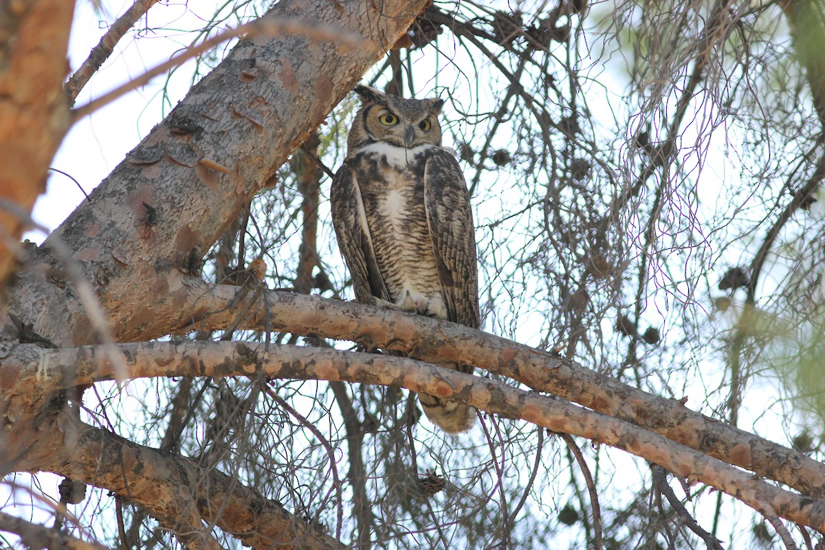 Great Horned Owl - ML275894761