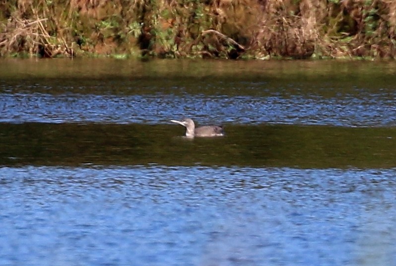 Red-throated Loon - ML275896201