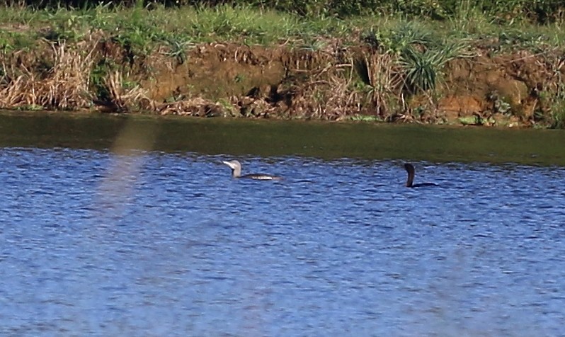 Red-throated Loon - ML275896891