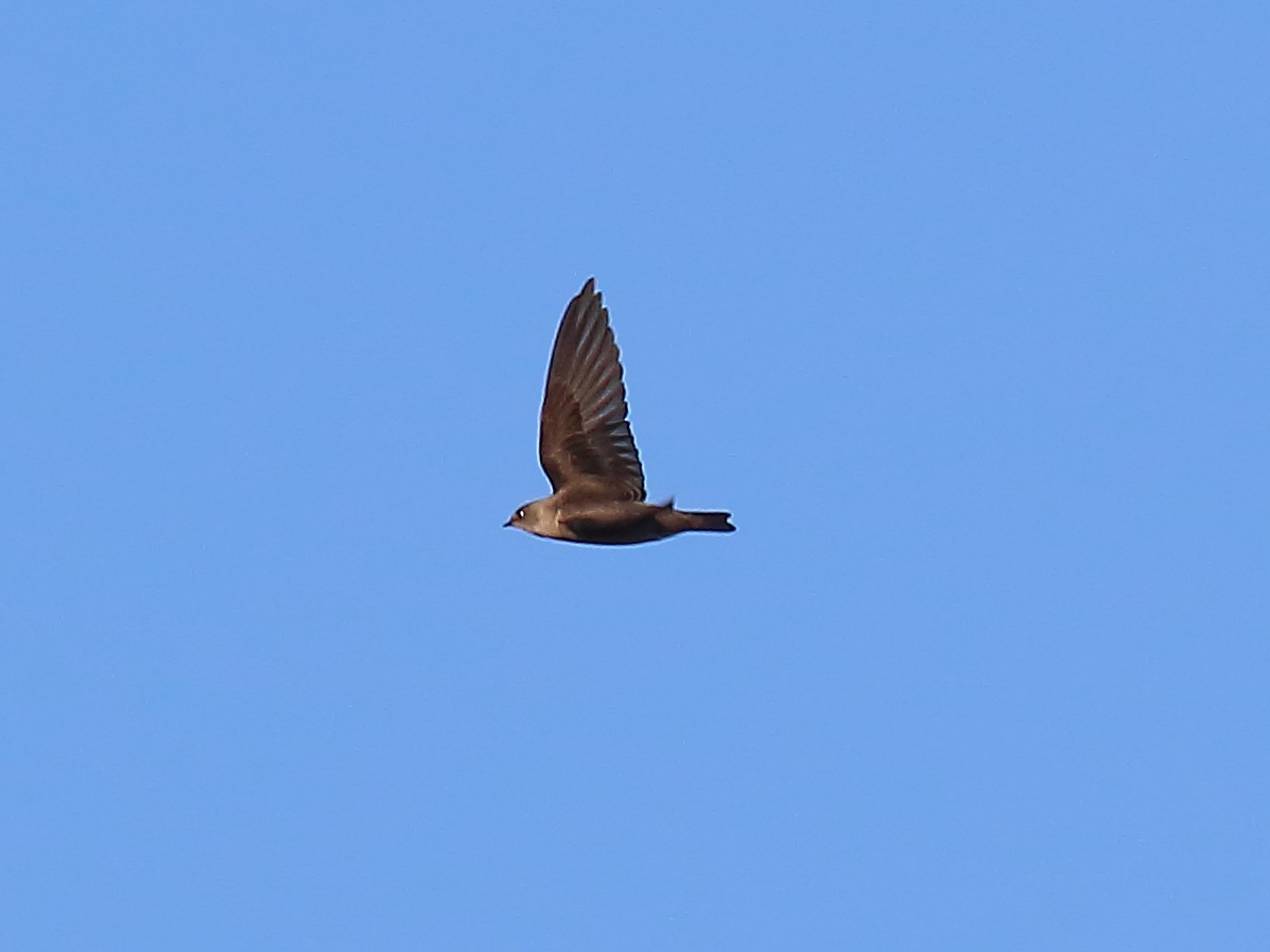 Northern Rough-winged Swallow - ML275900631