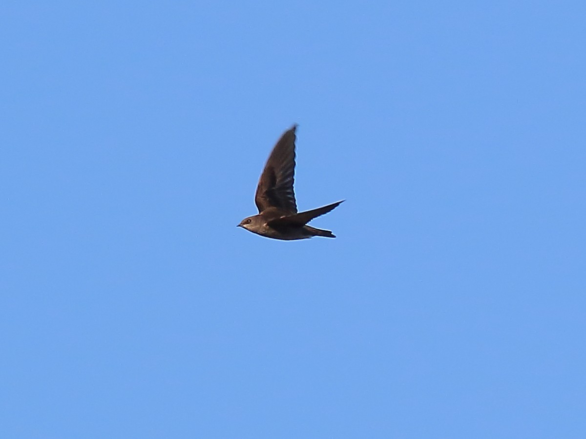 Northern Rough-winged Swallow - ML275900711