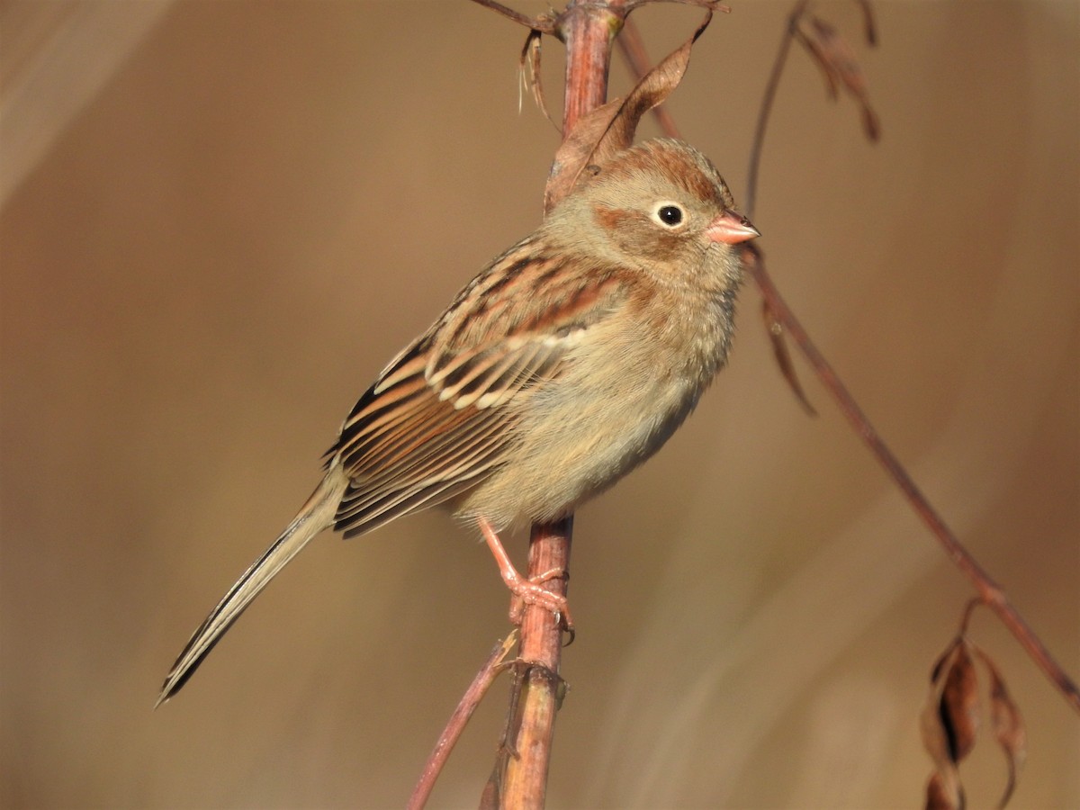 Field Sparrow - Paul McKenzie