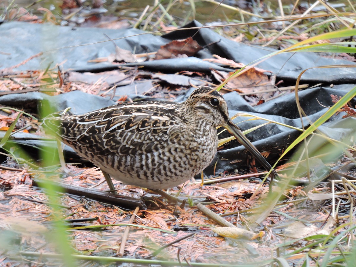 Wilson's Snipe - Melody Walsh
