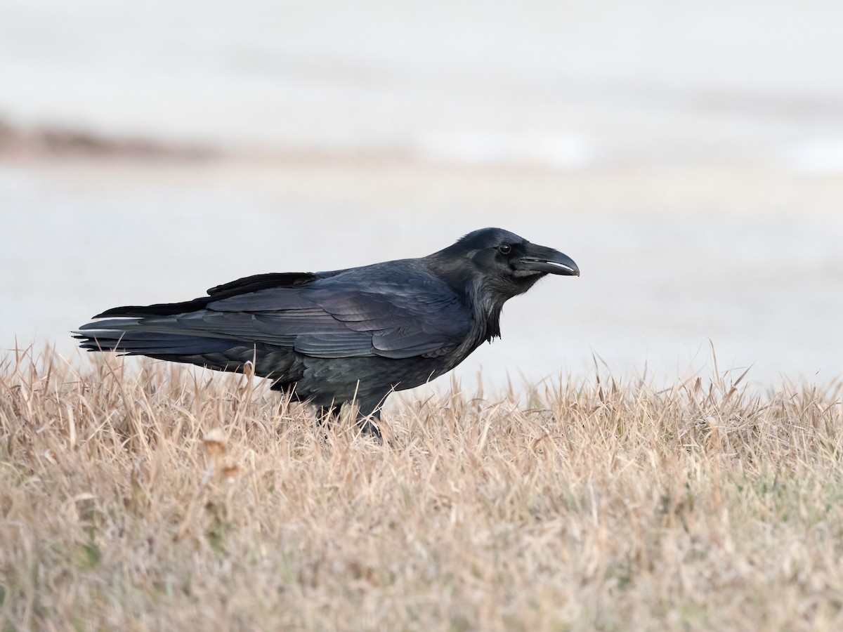 Common Raven - Steve Wickliffe