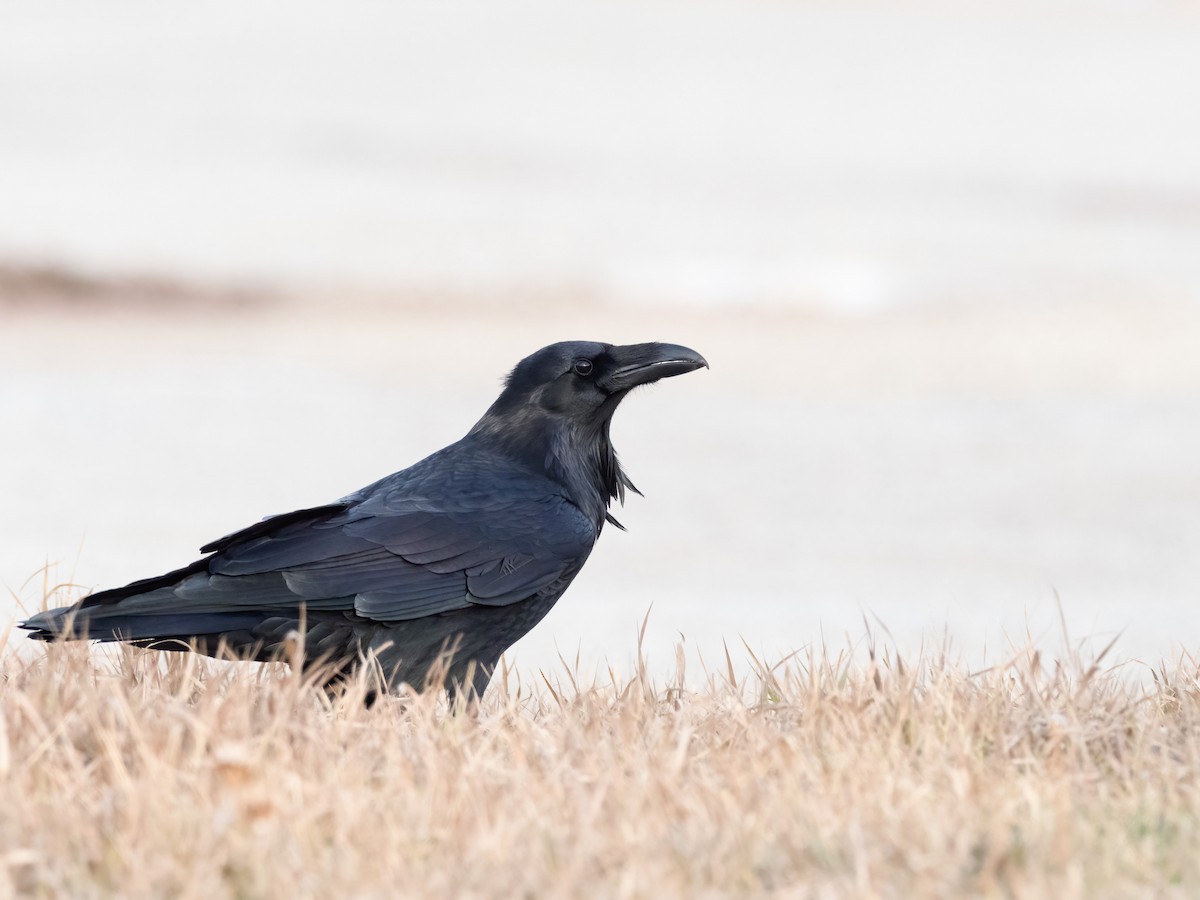 Common Raven - ML275911011