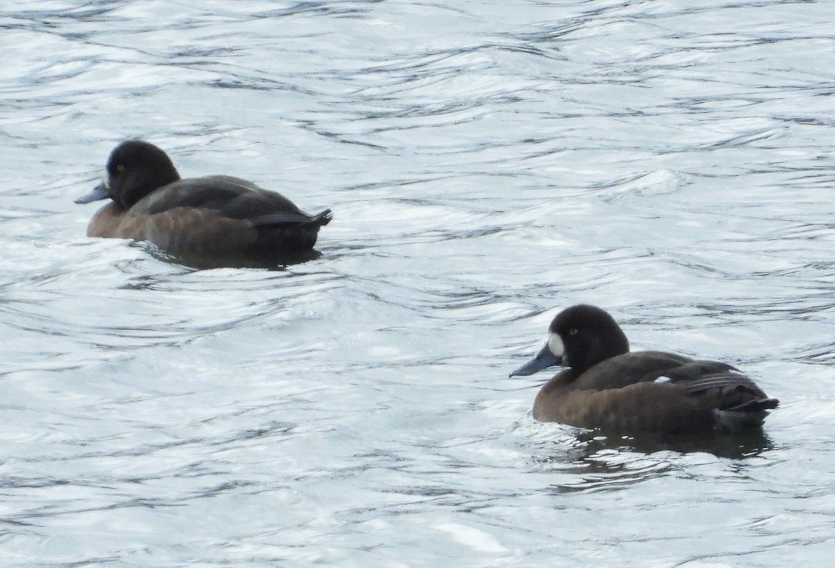 Greater Scaup - ML275923021