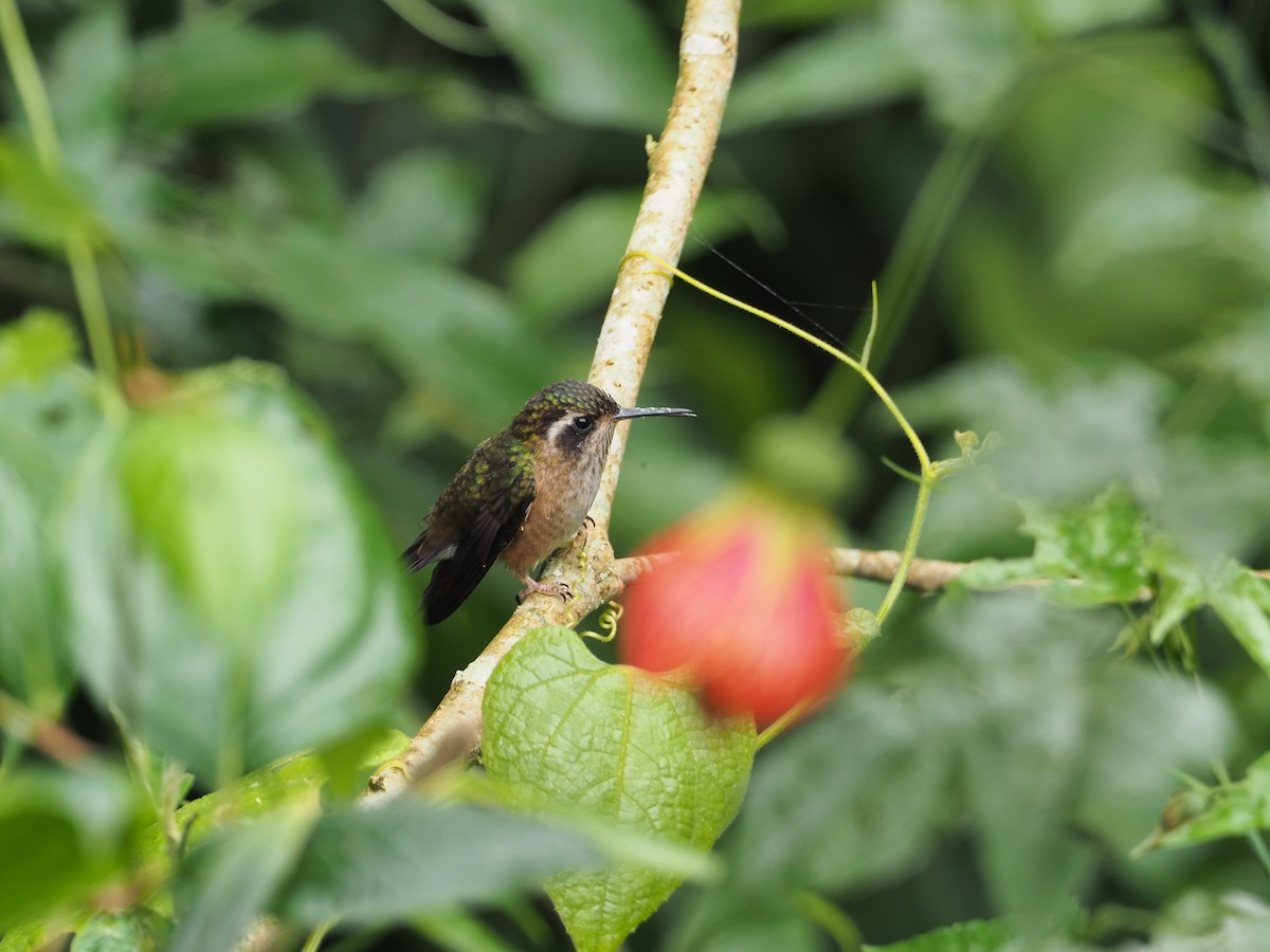 Speckled Hummingbird - ML275926691