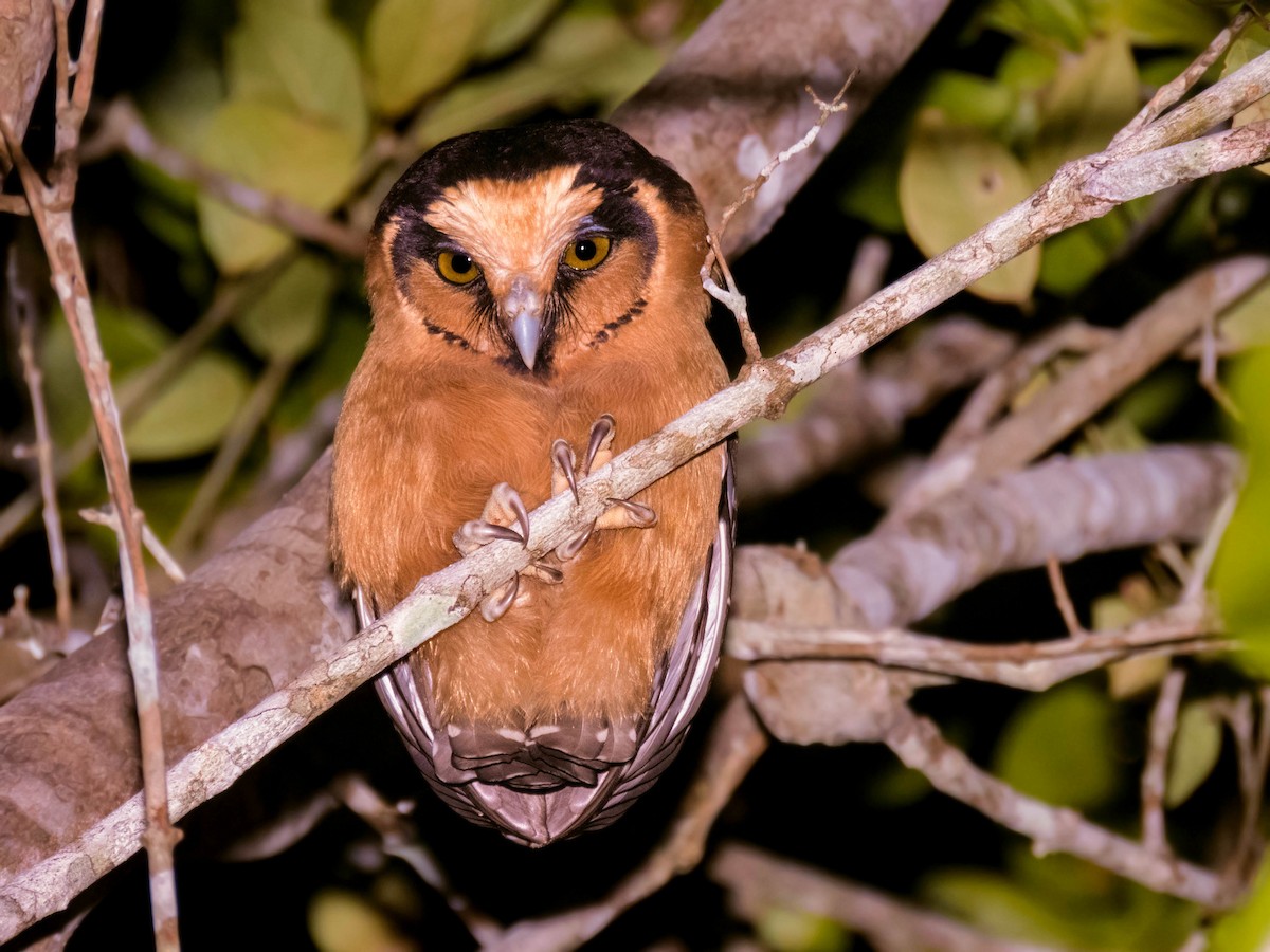 Buff-fronted Owl - ML275931051