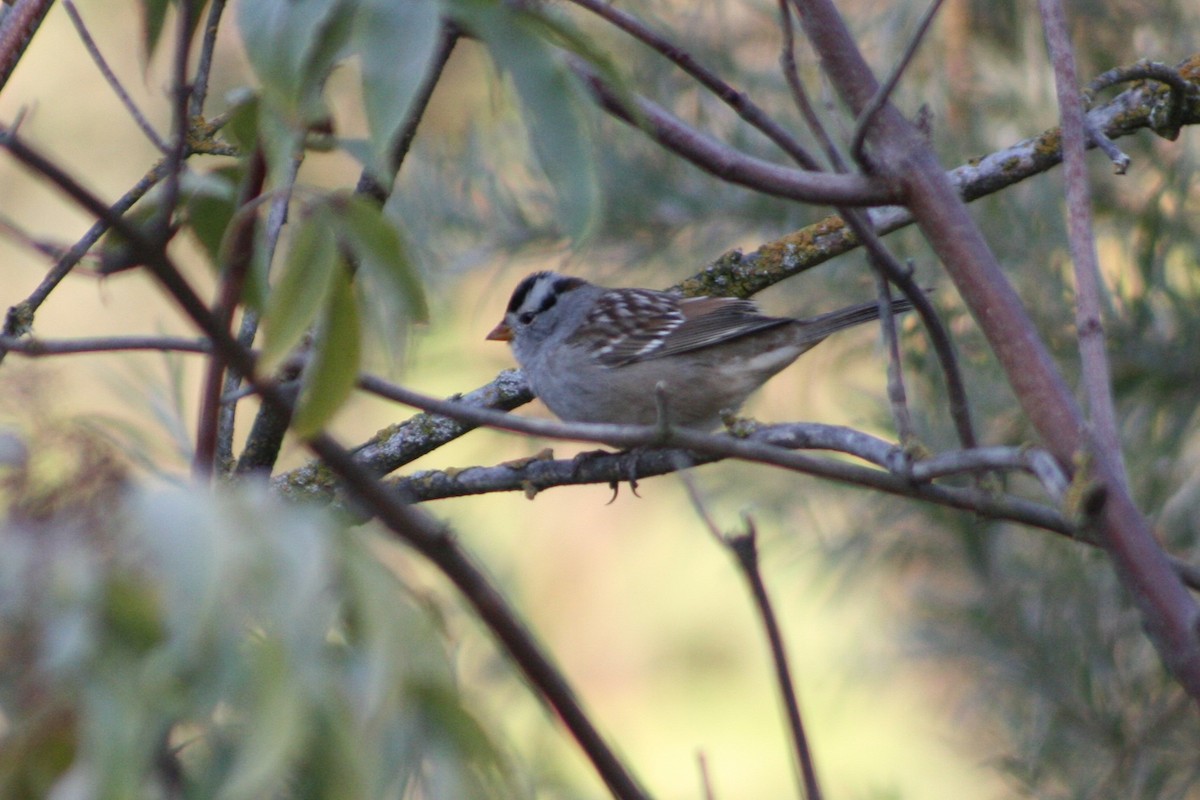 White-crowned Sparrow - ML275935971