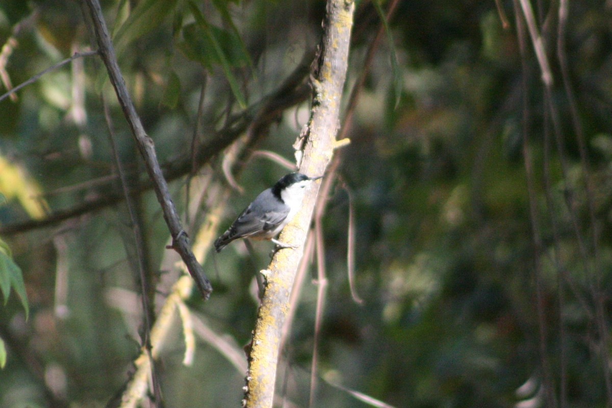 White-breasted Nuthatch - ML275942081