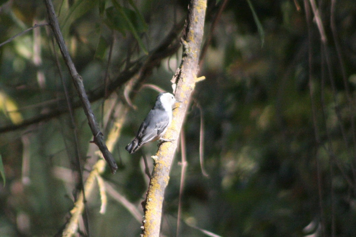 White-breasted Nuthatch - ML275942091