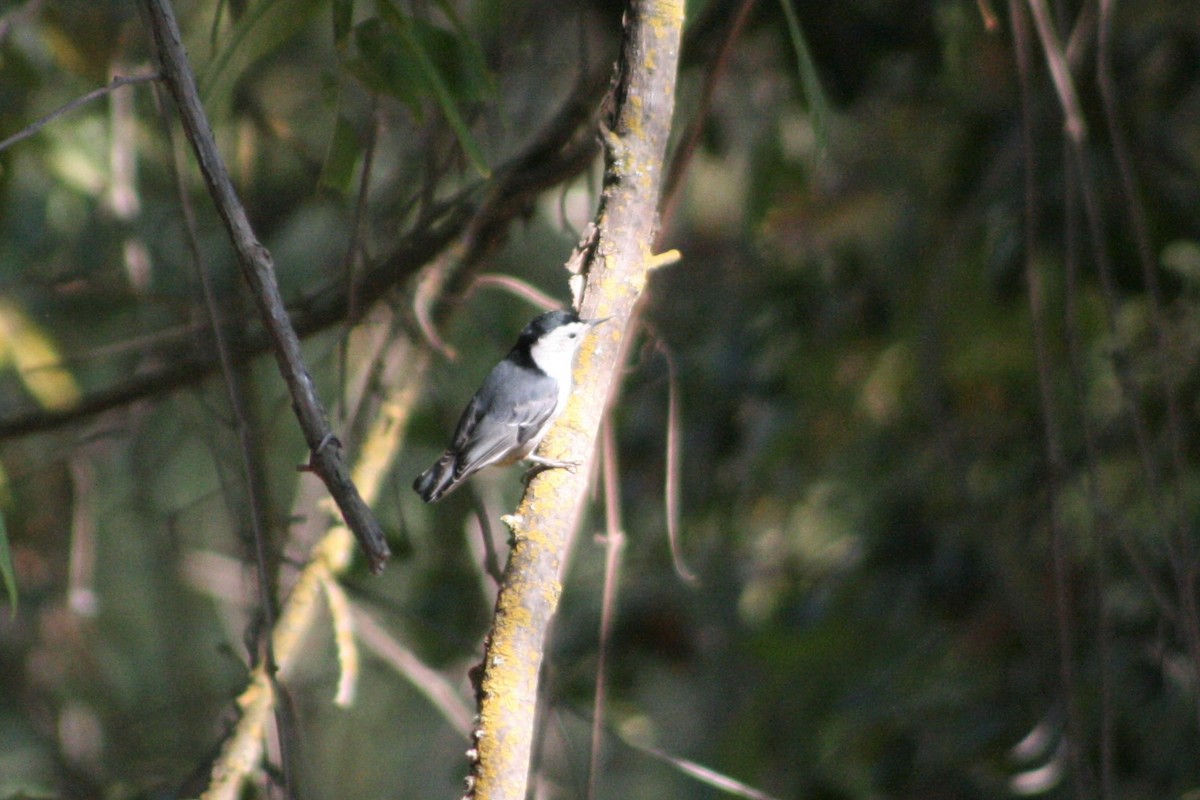 White-breasted Nuthatch - ML275942101