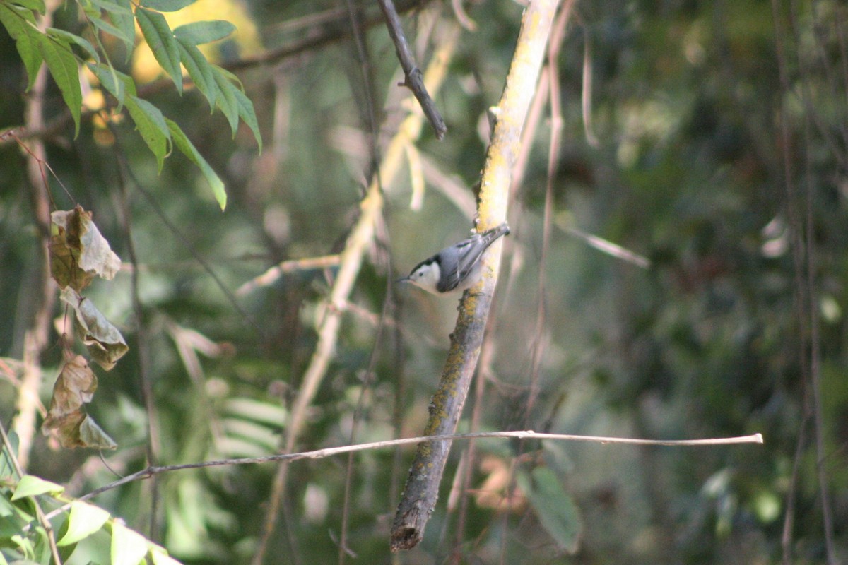 White-breasted Nuthatch - ML275942111