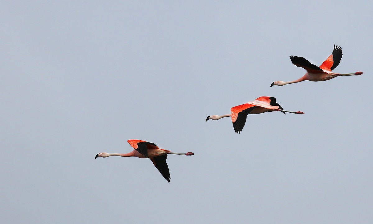 Chilean Flamingo - Adrián Braidotti