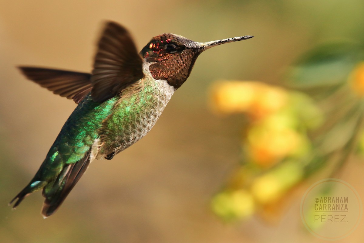 Anna's Hummingbird - Abraham Carranza Pérez