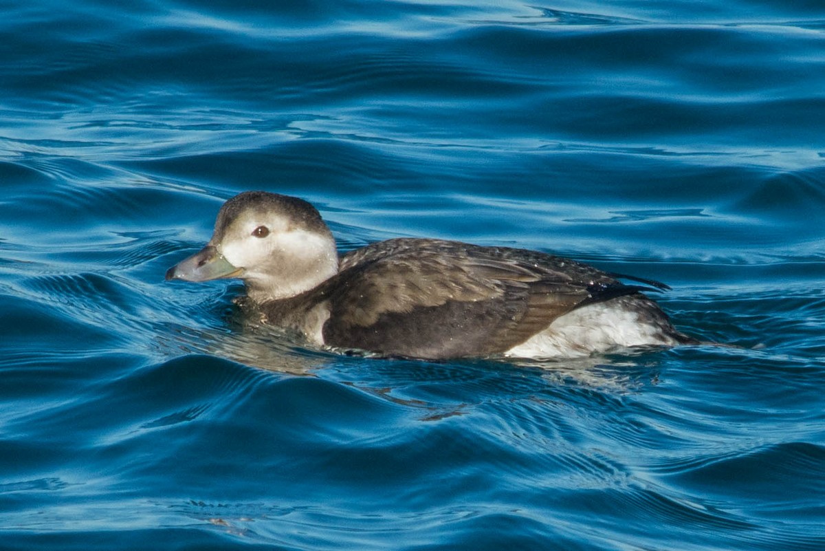 Long-tailed Duck - ML275957901