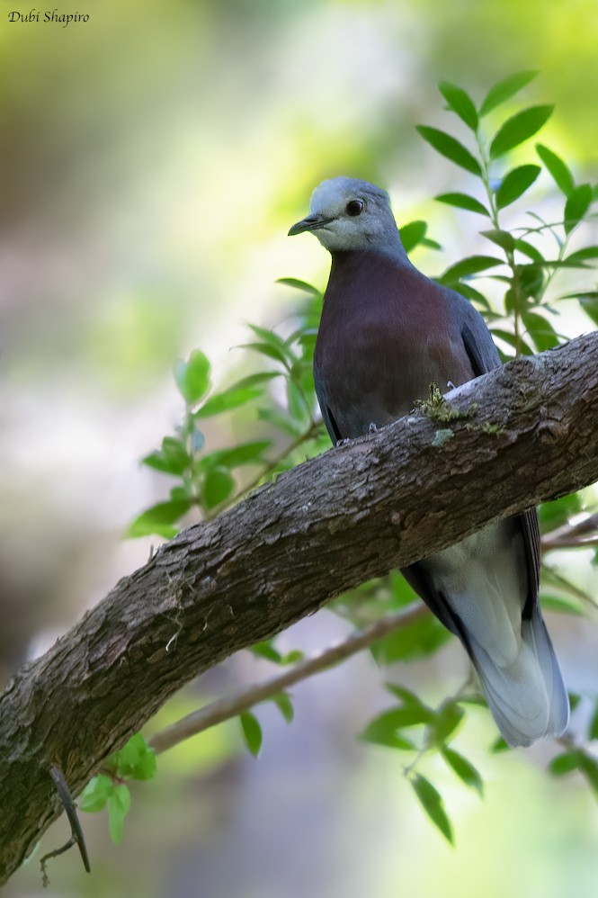 Maroon-chested Ground Dove - ML275959291