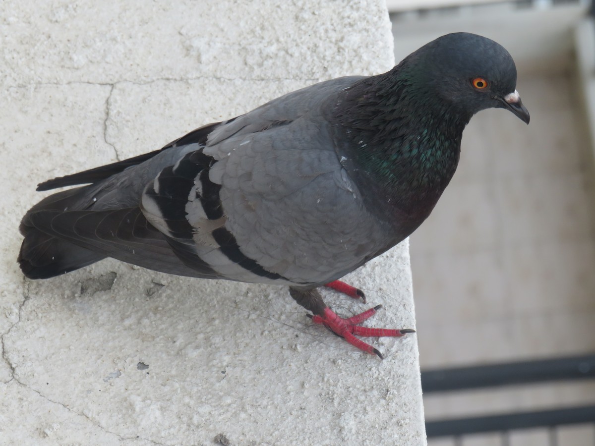 Rock Pigeon (Feral Pigeon) - George Kuriakose  Basil
