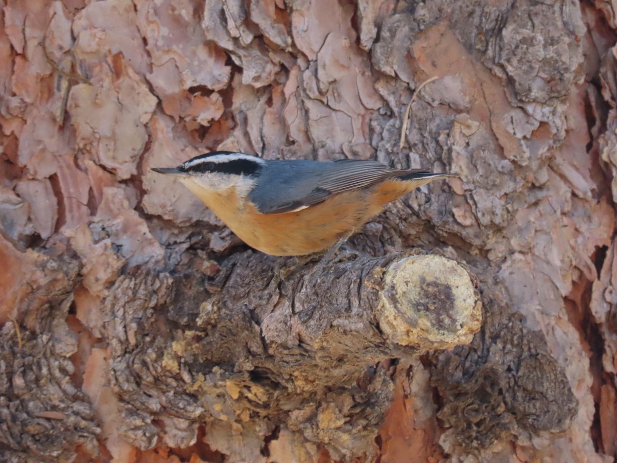 Red-breasted Nuthatch - ML275964191