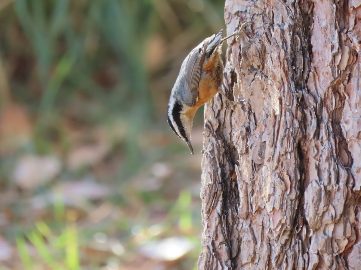 Red-breasted Nuthatch - ML275964291