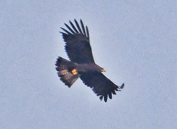 Black Eagle - ashwin mohan