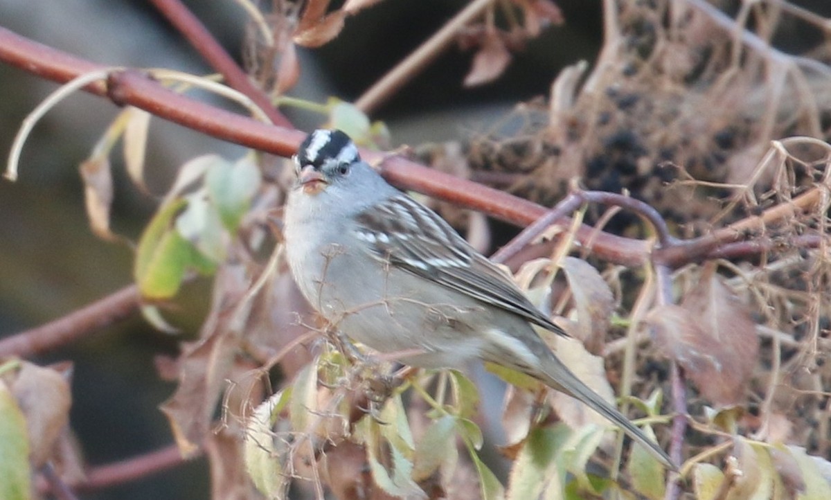 White-crowned Sparrow - ML275966851