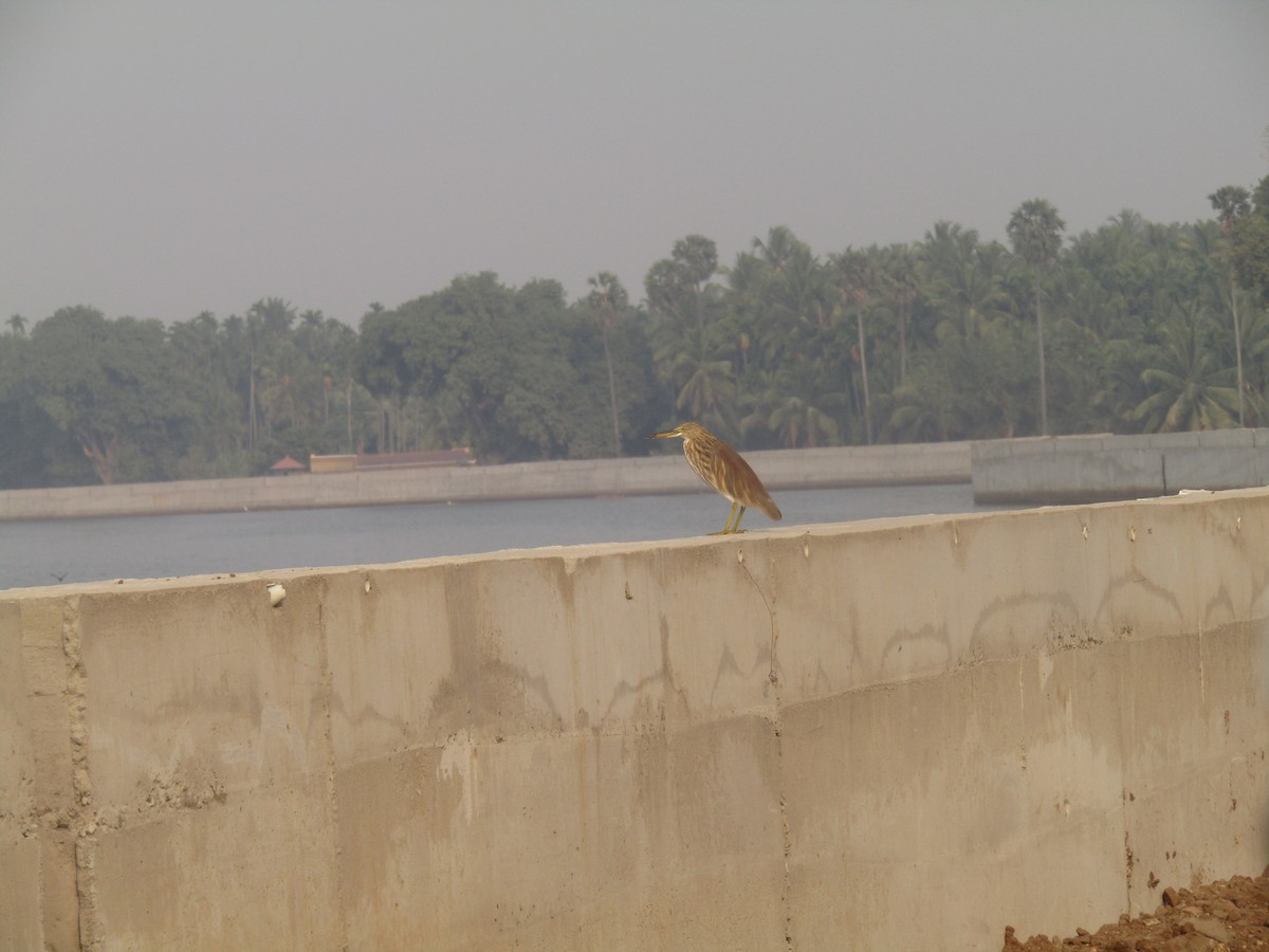 Indian Pond-Heron - ML275967271
