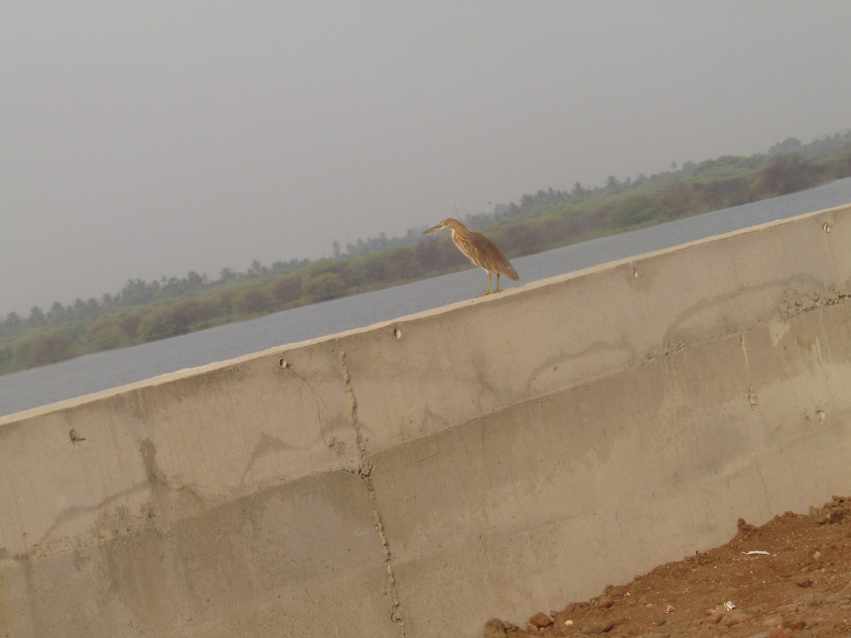 Indian Pond-Heron - ML275967401