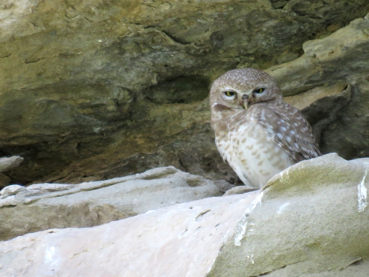 Spotted Owlet - ML27597071