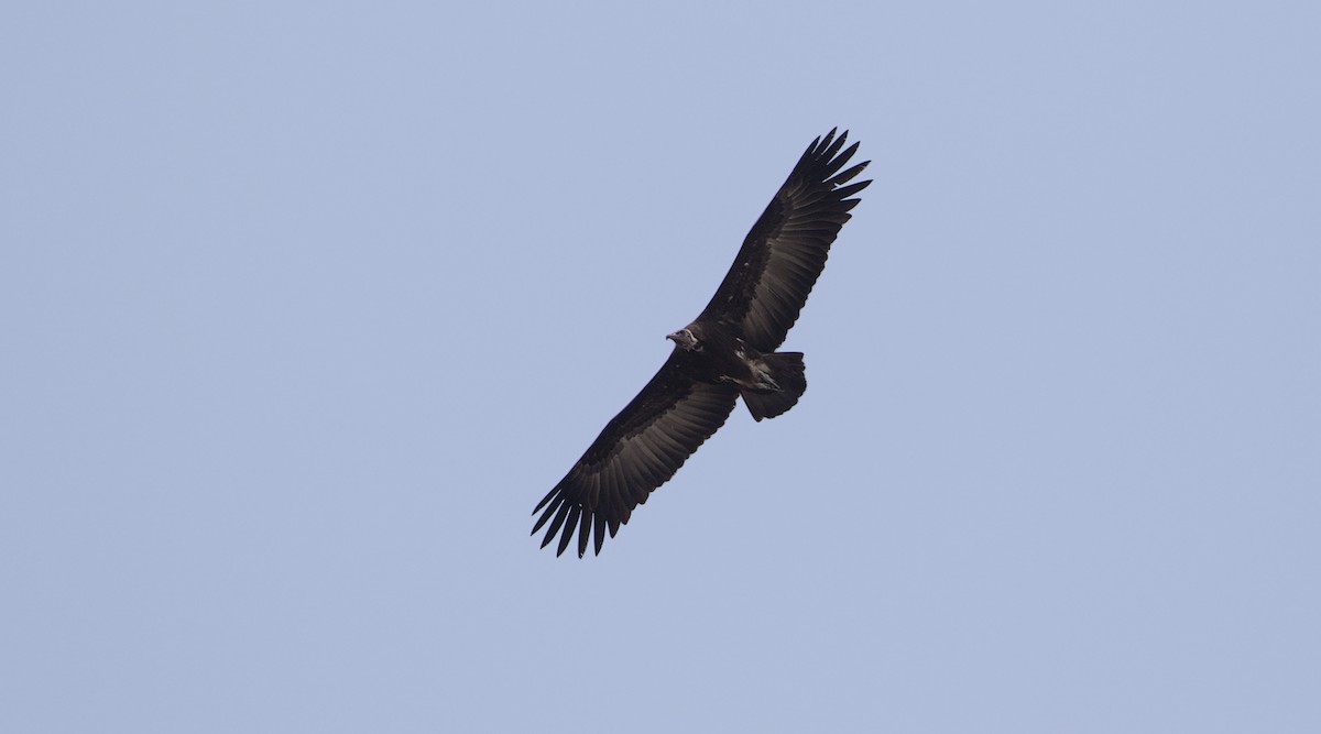 Hooded Vulture - Zak Pohlen