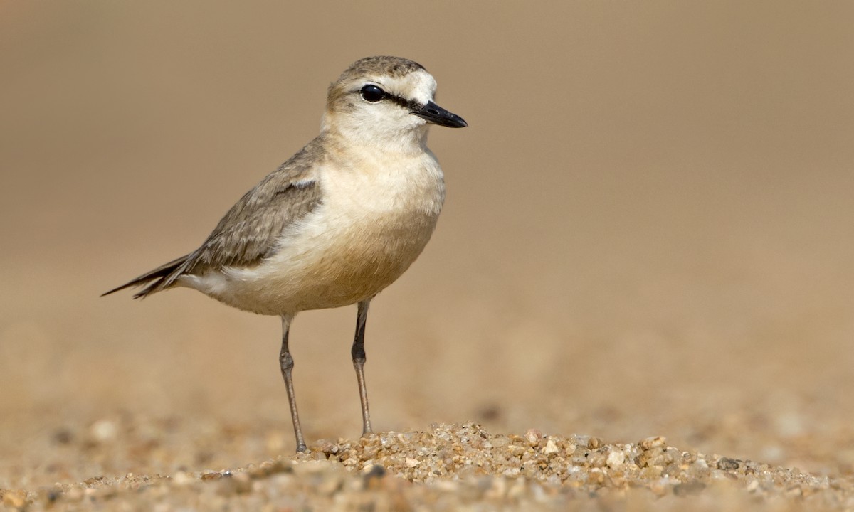 White-fronted Plover - ML275971821