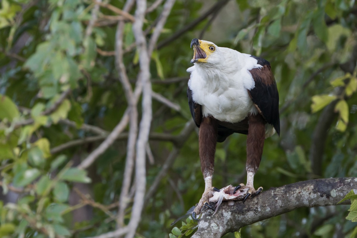 African Fish-Eagle - ML275973231