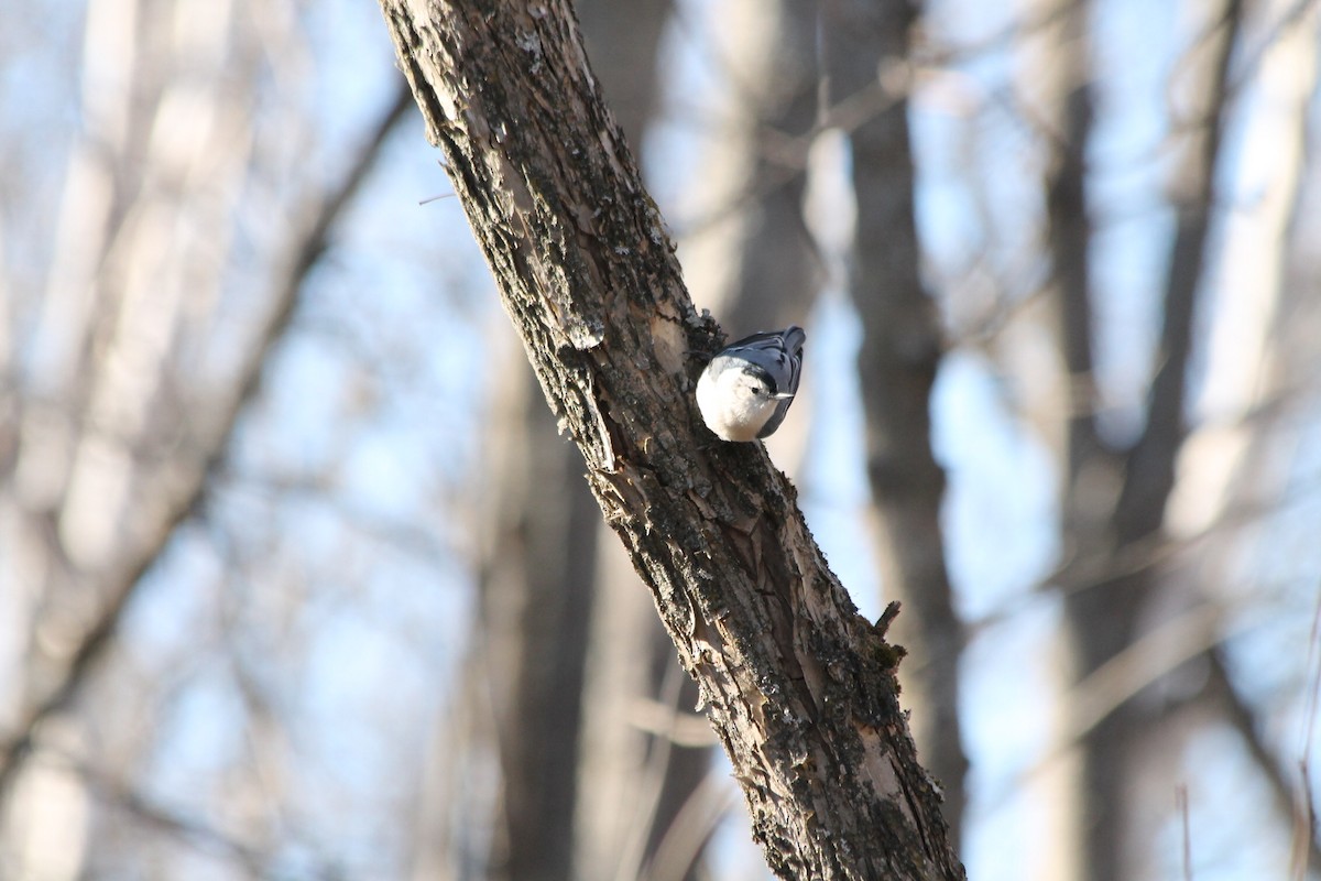 White-breasted Nuthatch - ML275973531