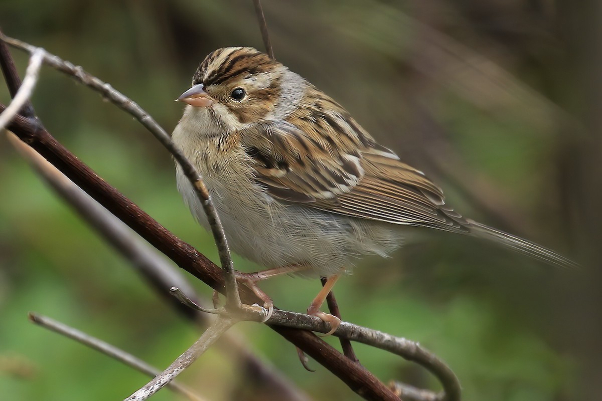 Clay-colored Sparrow - ML275976121