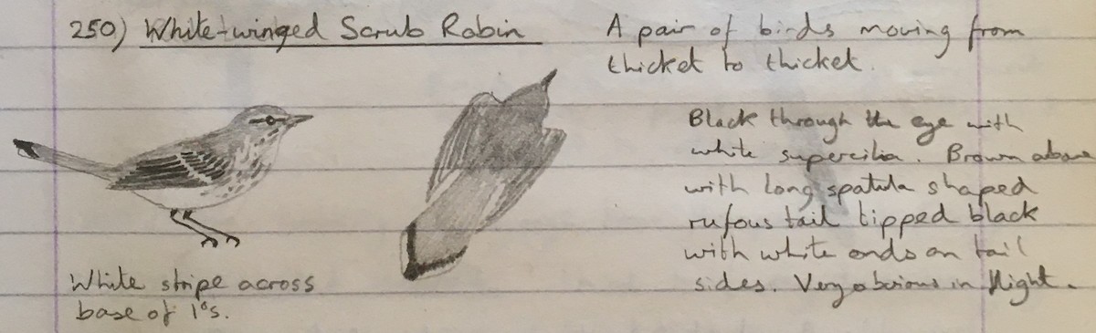 Red-backed Scrub-Robin (White-winged) - ML275980211