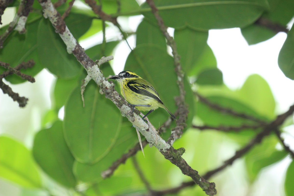 Yellow-browed Tody-Flycatcher - Chuck Gates