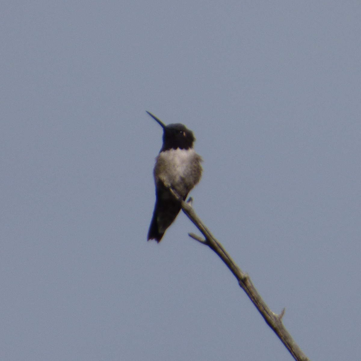 Black-chinned Hummingbird - William Moramarco