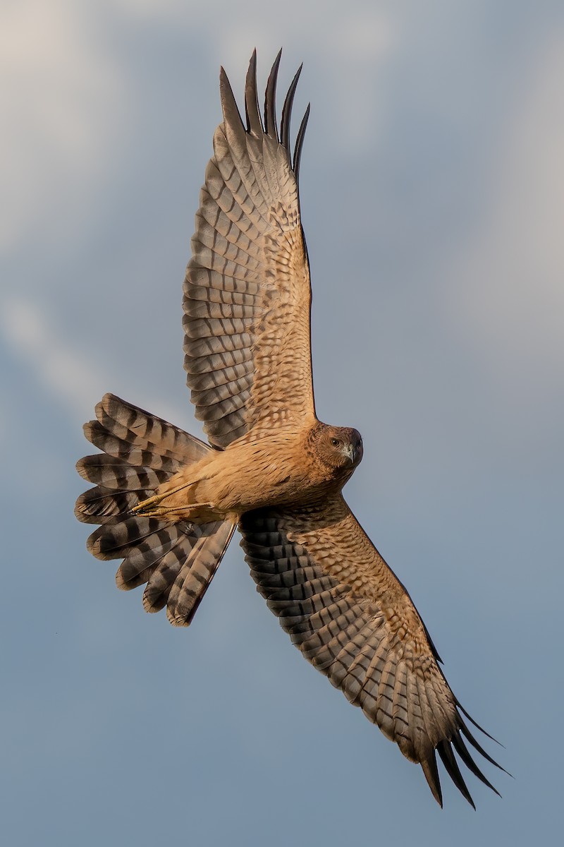 Spotted Harrier - Cary Lewis