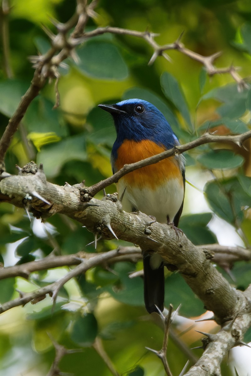 Blue-throated Flycatcher - Debasish Tapna