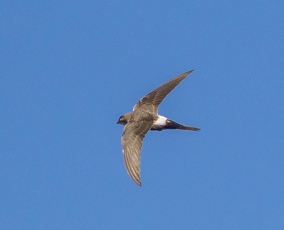 Pacific Swift - Louise Summerhayes