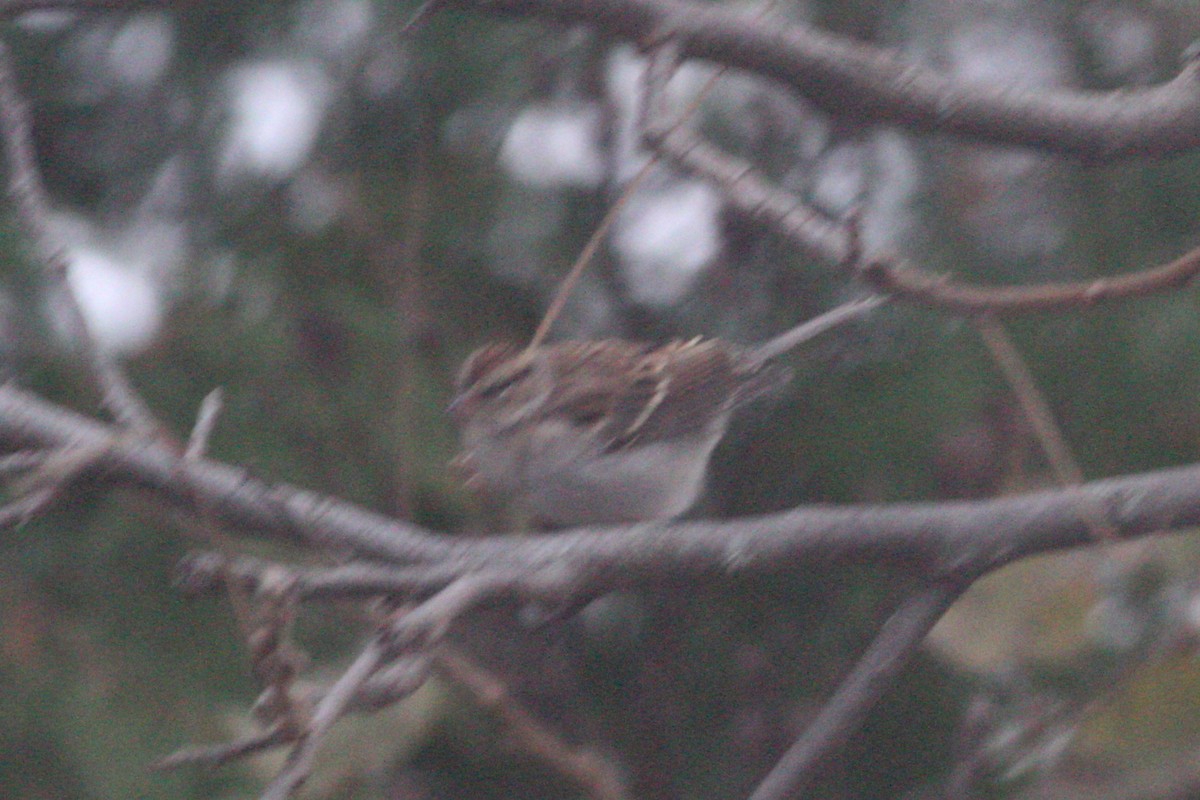 Chipping Sparrow - ML276008651